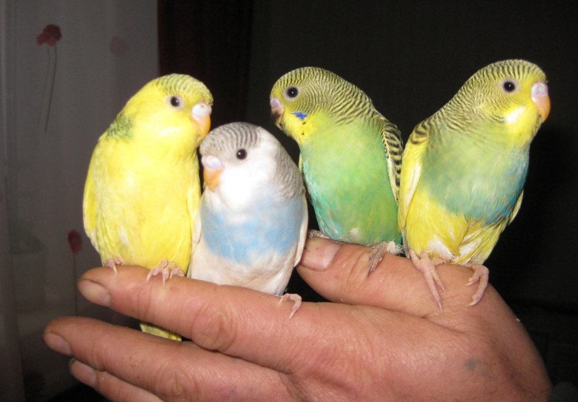 Волнистые попугаи