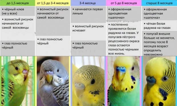 Определение возраста волнистого попугая Определение возраста волнистого попугая