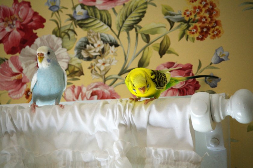 Волнистые попугаи