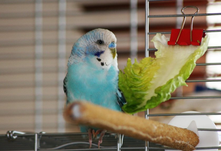 Волнистый попугай