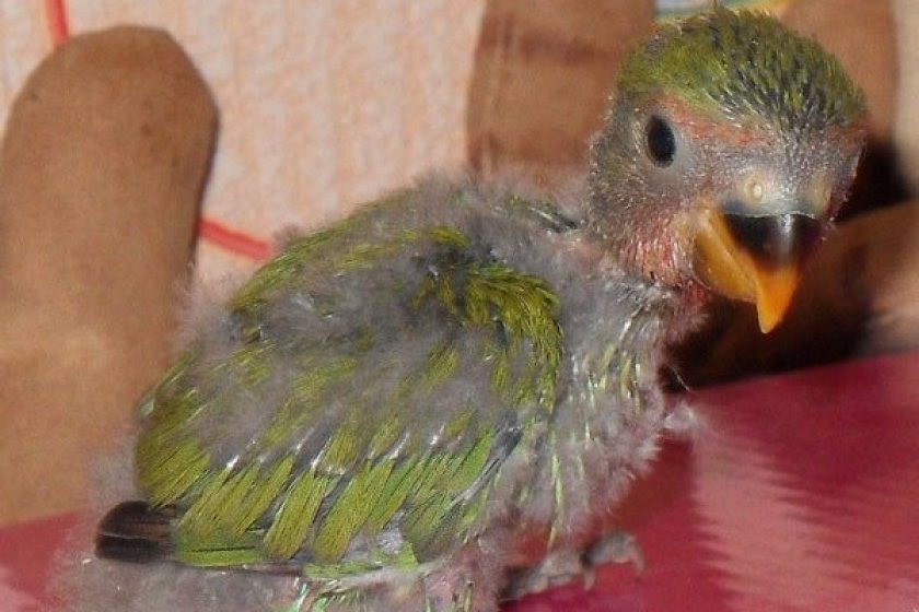 Птенец неразлучника Птенец неразлучника