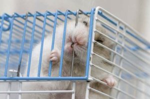 Хомяк в клетке