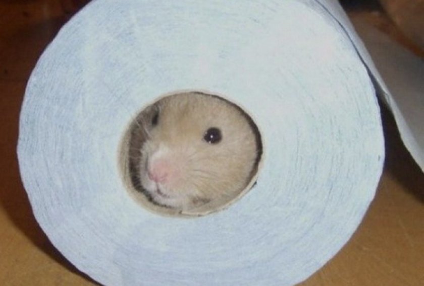 Хомяк в туалетной бумаге