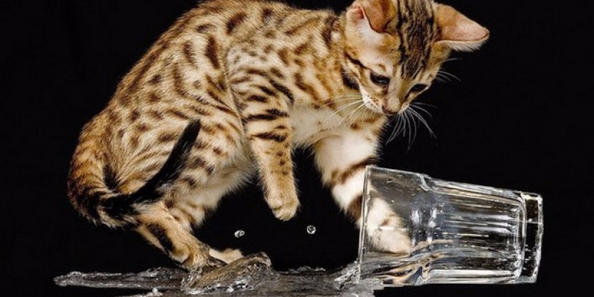 котенок и вода