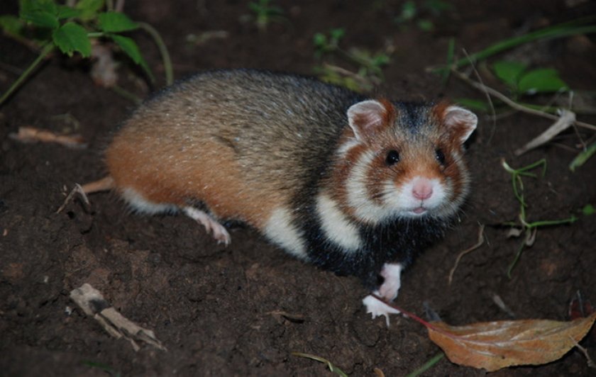 Дикий хомяк Дикий хомяк