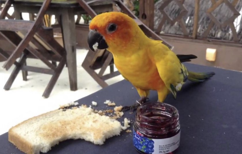 Белый хлеб для попугая