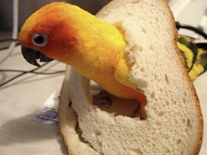 Попугай и хлеб