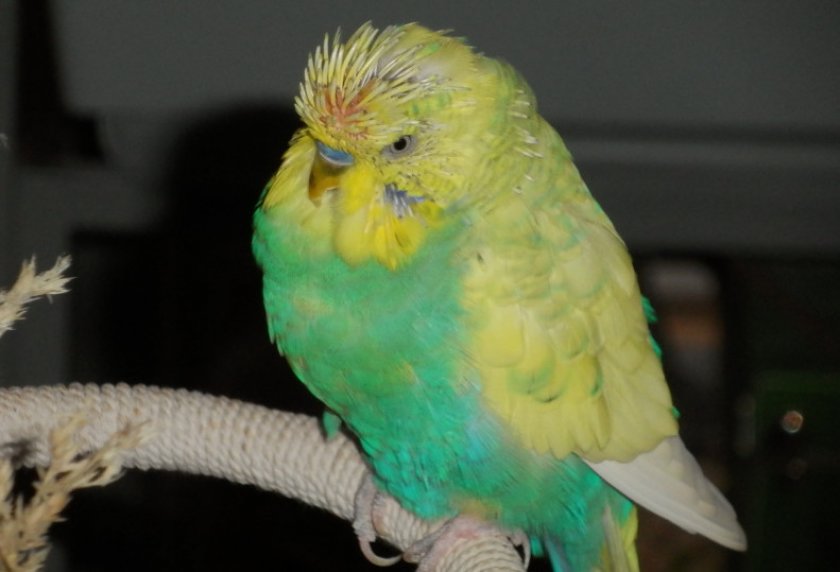 Линька у волнистого попугая