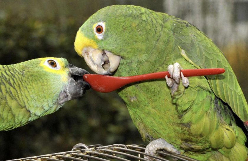 Питание попугаев
