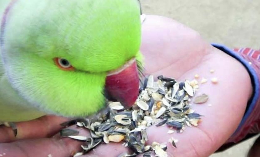 Попугай ест семечки