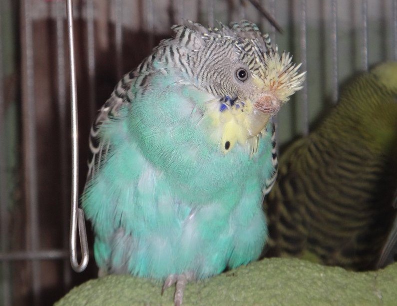 Линька у попугаев волнистых в какое время симптомы фото