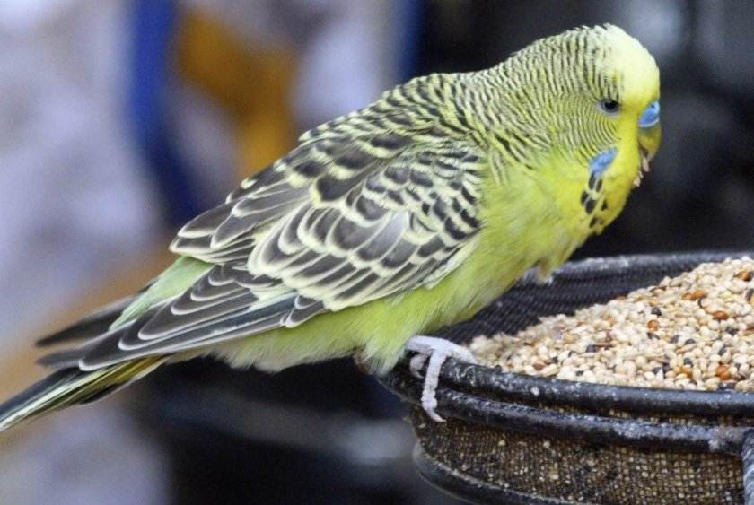 Корм для попугаев