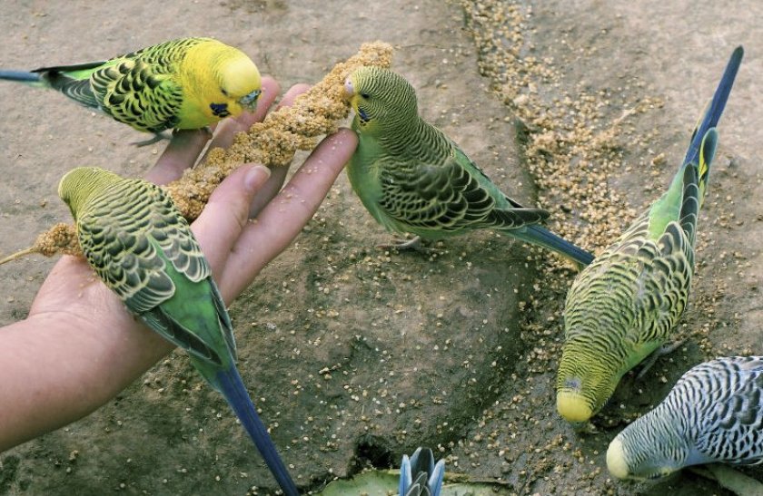 Питание попугаев