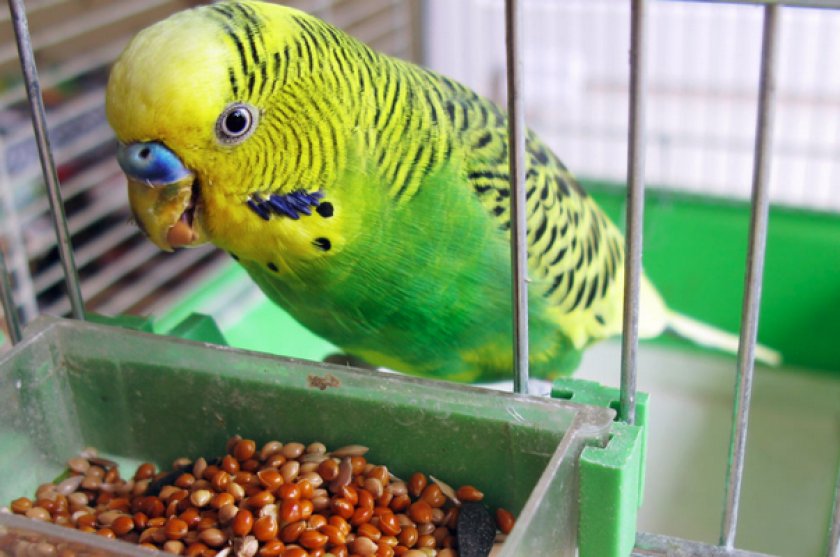 Попугай кушает
