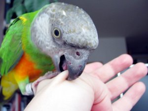 Попугай кусается