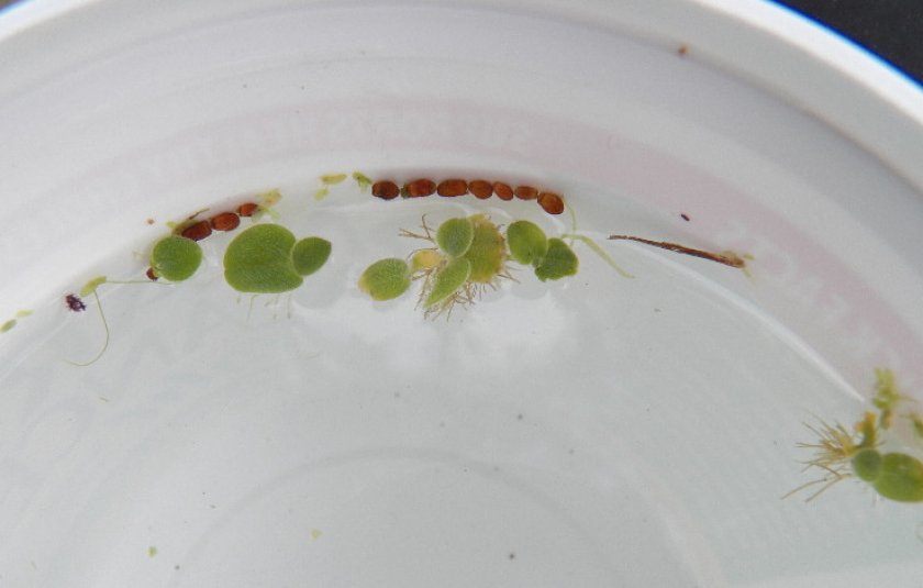 Размножение пистии семенами