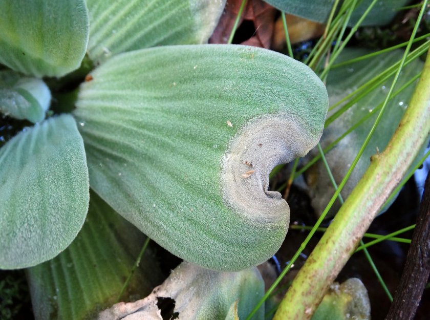 Бактериальная гниль пистии