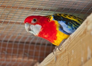 Попугай розелла пёстрая