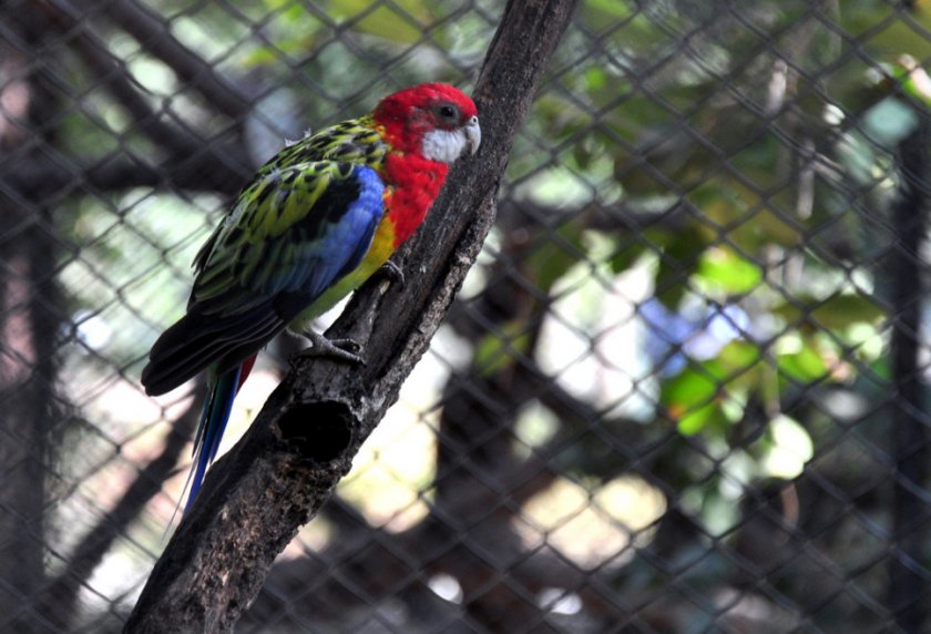 Попугай розелла пёстрая Попугай розелла пёстрая