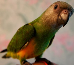 Сенегальский попугай