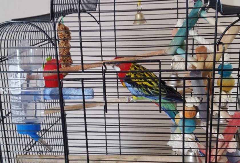 Попугай розелла пёстрая