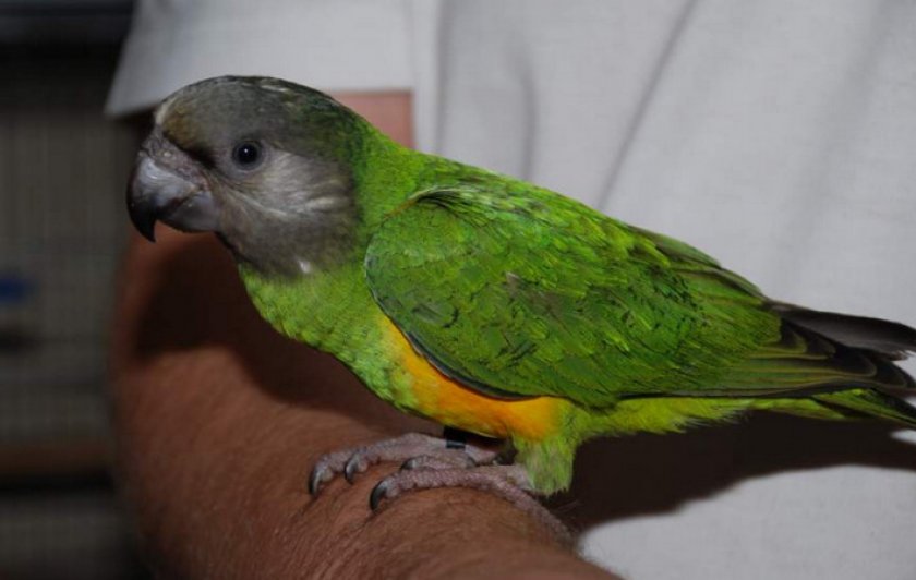 Сенегальский попугай Сенегальский попугай