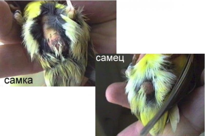 Как отличить самца. Попугай корелла самец или самка. Канарейки самец и самка отличия. Самка кореллы от самца.