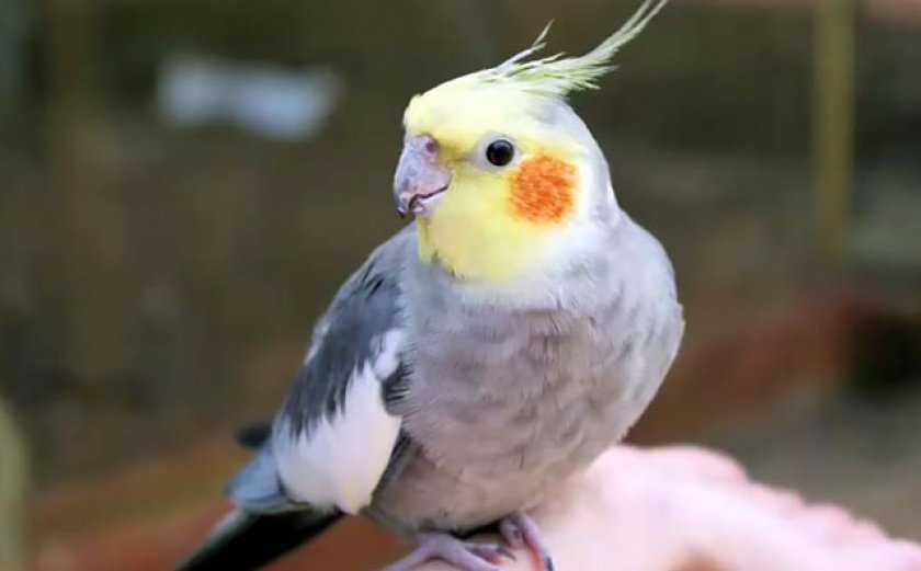 Попугай корелла