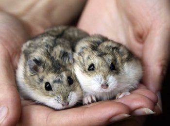 Декоративные хомяки в домашних условиях