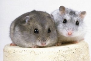 Хомячок уход и содержание в домашних условиях – расцветки хомяков