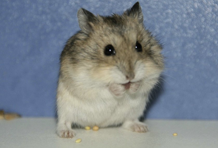 Джунгарский хомяк