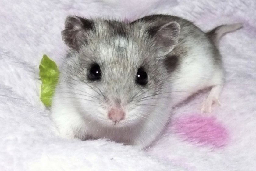 Китайский хомяк