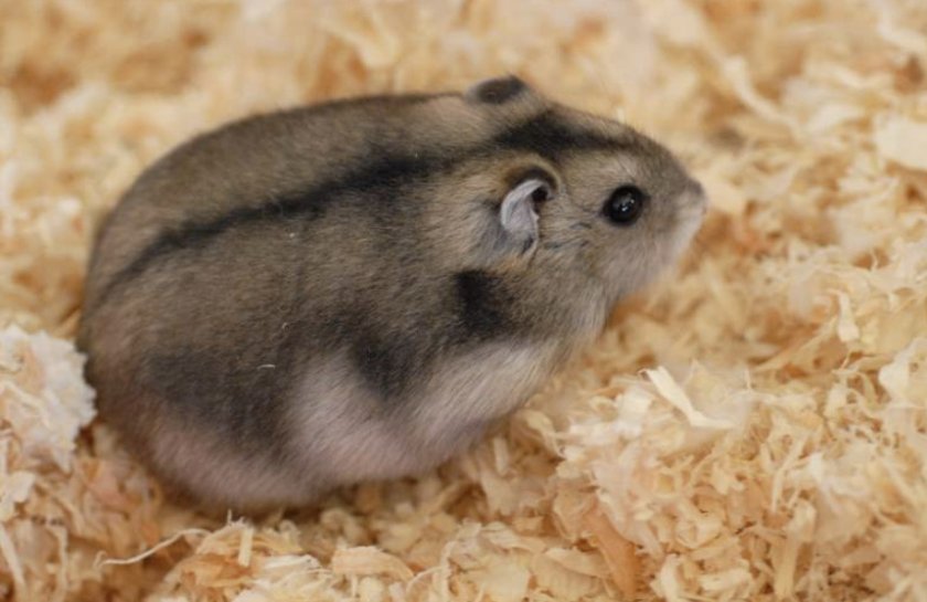 Хомяк Кэмпбелла