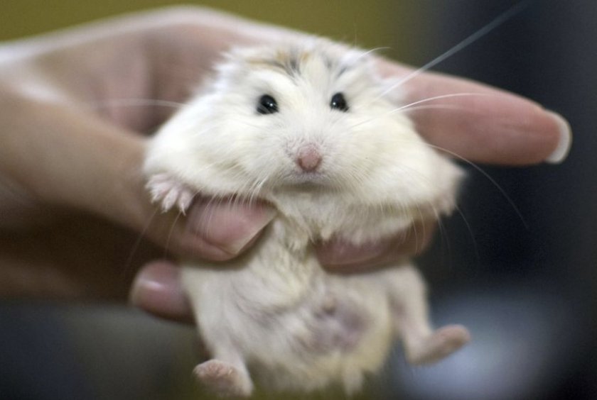 Хомяк Роборовского