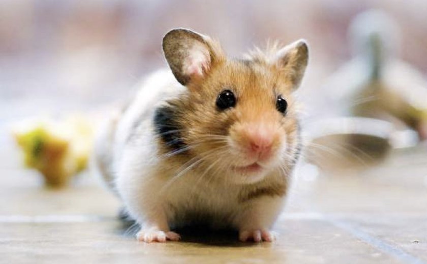 Выгул хомяка