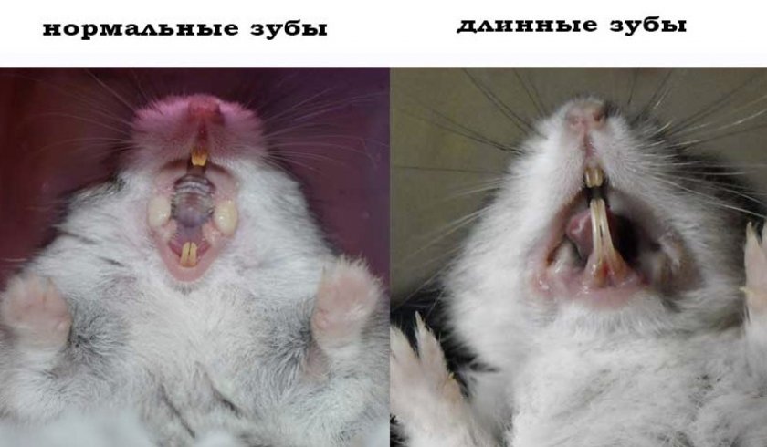 Зубы у хомяка