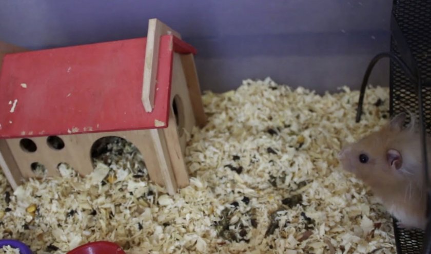 Хомяк в клетке