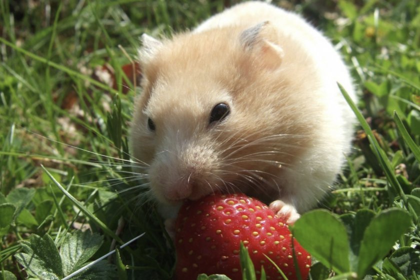 Питание декоративного хомяка