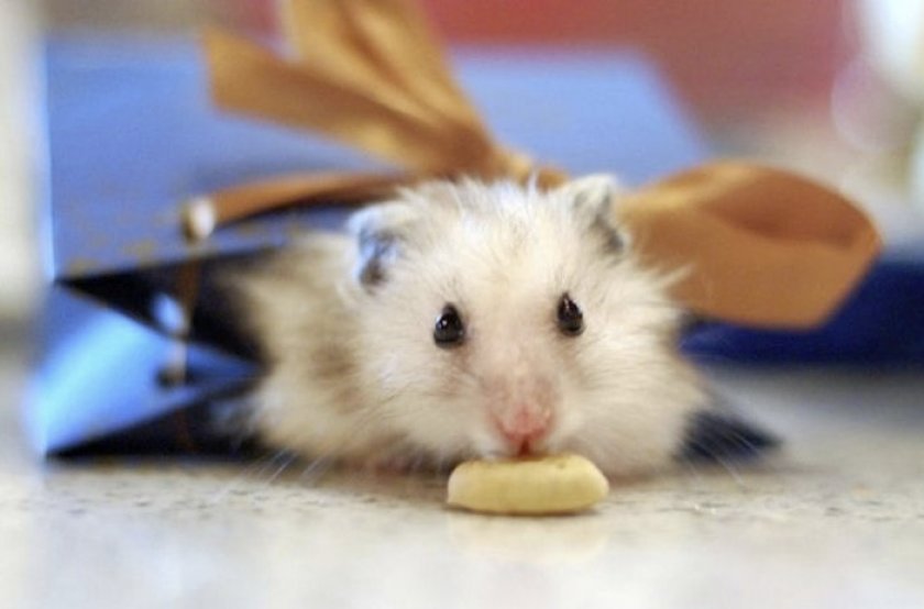 Питание хомяка