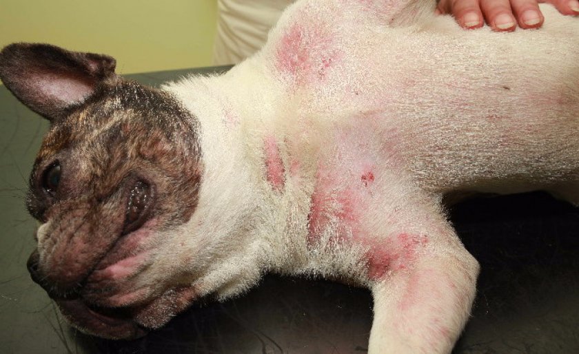 Очаговая форма демодекоза