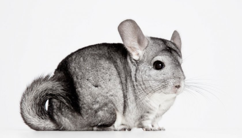 Шиншилла