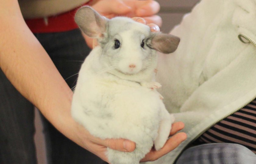 Шиншилла Шиншилла