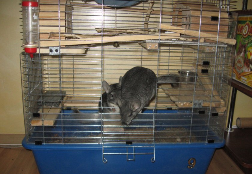 Клетка для шиншилл