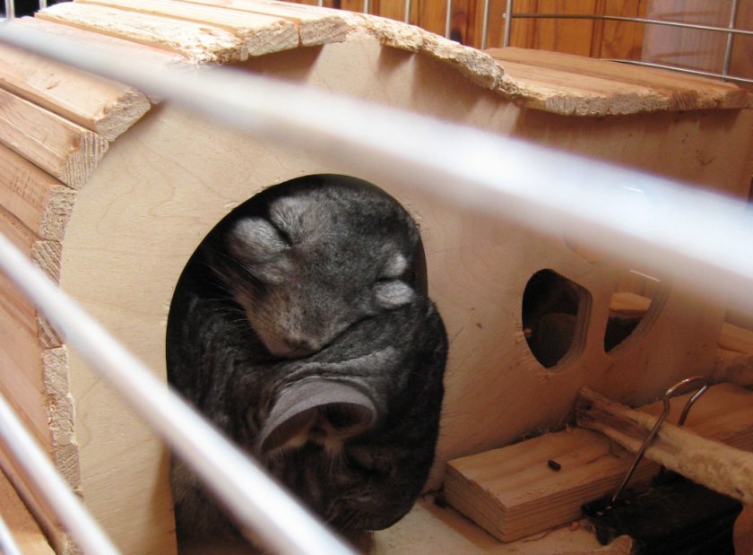 Домик для шиншилл