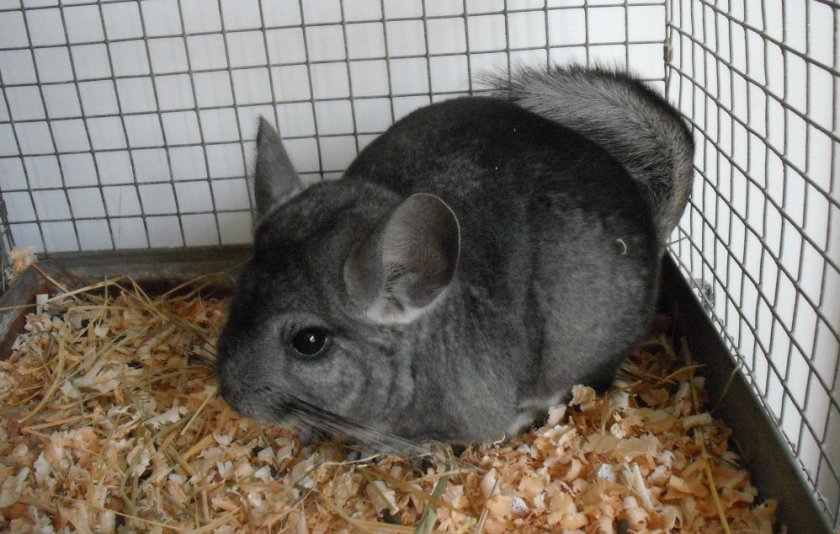 Шиншилла Шиншилла