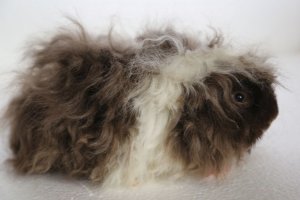 Морская свинка Альпака