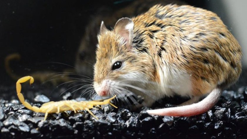 Кузнечиковый хомячок