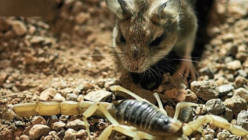 Кузнечиковый хомяк