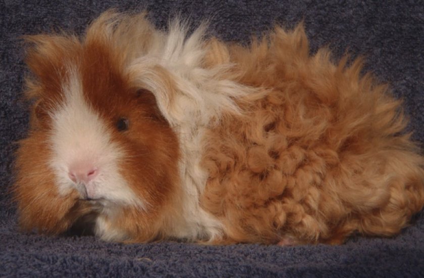 Морская свинка породы альпака