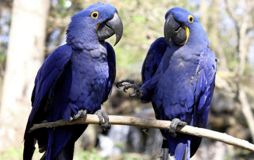 Гиацинтовые попугаи